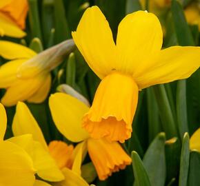 Narcis bramboříkokvětý 'Jetfire' - Narcissus cyclamineus 'Jetfire'