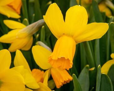 Narcis bramboříkokvětý 'Jetfire'