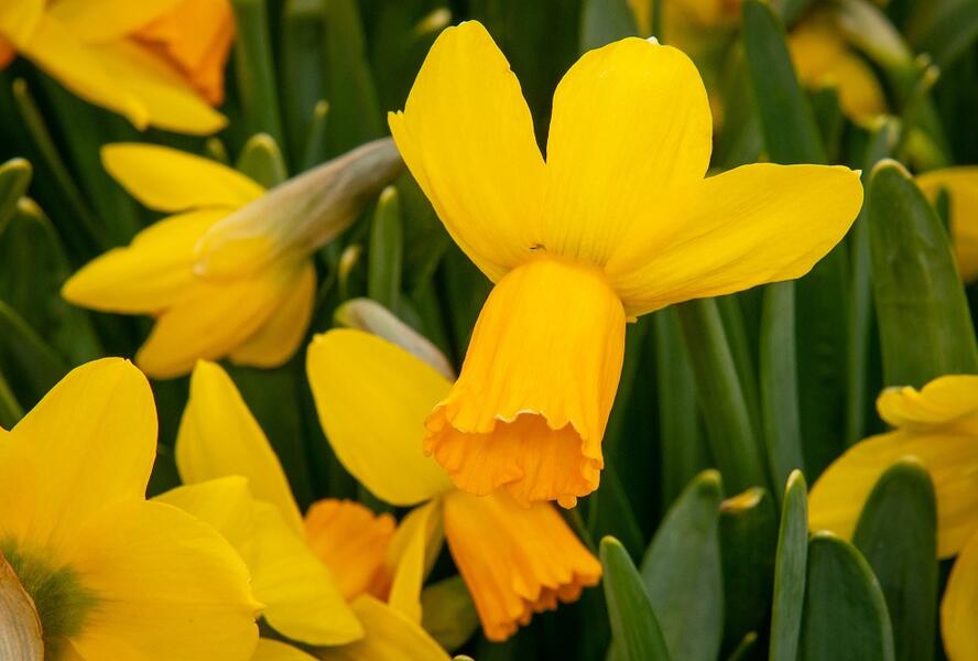 Narcis bramboříkokvětý 'Jetfire' - Narcissus cyclamineus 'Jetfire'