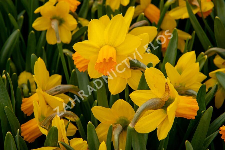 Narcis bramboříkokvětý 'Jetfire' - Narcissus cyclamineus 'Jetfire'