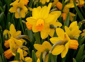 Narcis bramboříkokvětý 'Jetfire' - Narcissus cyclamineus 'Jetfire'