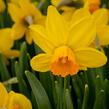 Narcis bramboříkokvětý 'Jetfire' - Narcissus cyclamineus 'Jetfire'