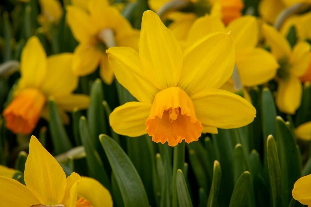 Narcis bramboříkokvětý 'Jetfire' - Narcissus cyclamineus 'Jetfire'