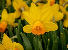 Narcis bramboříkokvětý 'Jetfire' - Narcissus cyclamineus 'Jetfire'