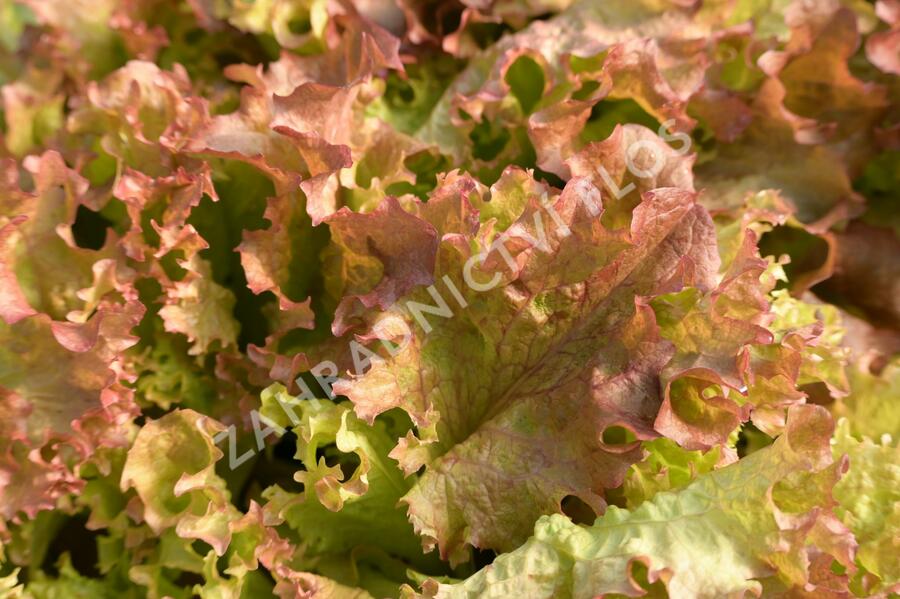 Salát listový 'Nikolaj' - Lactuca sativa var. crispa 'Nikolaj'