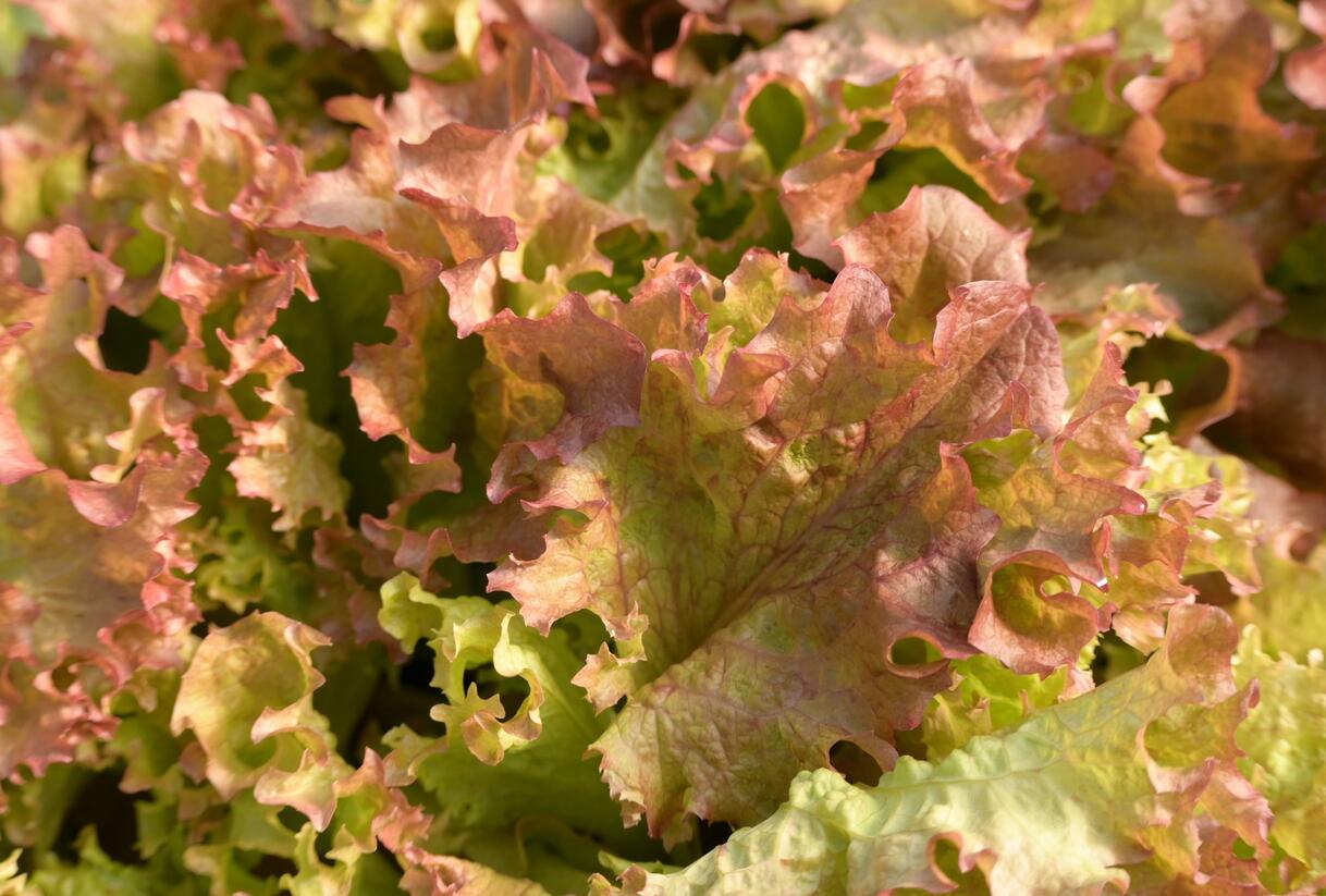 Salát listový 'Nikolaj' - Lactuca sativa var. crispa 'Nikolaj'