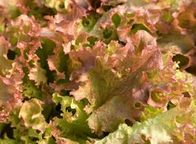 Salát listový 'Nikolaj' - Lactuca sativa var. crispa 'Nikolaj'