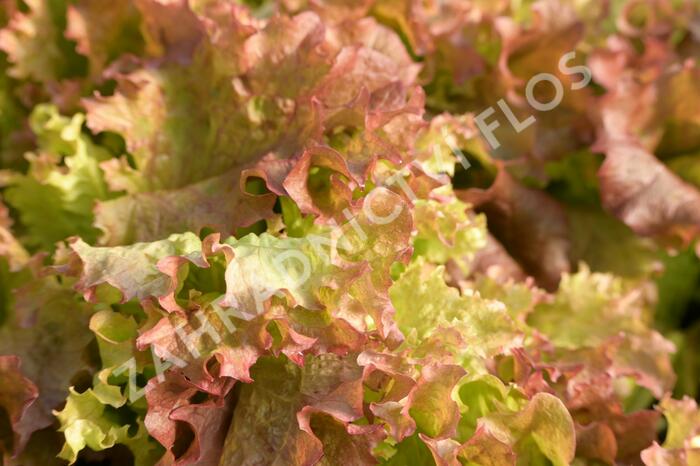 Salát listový 'Nikolaj' - Lactuca sativa var. crispa 'Nikolaj'