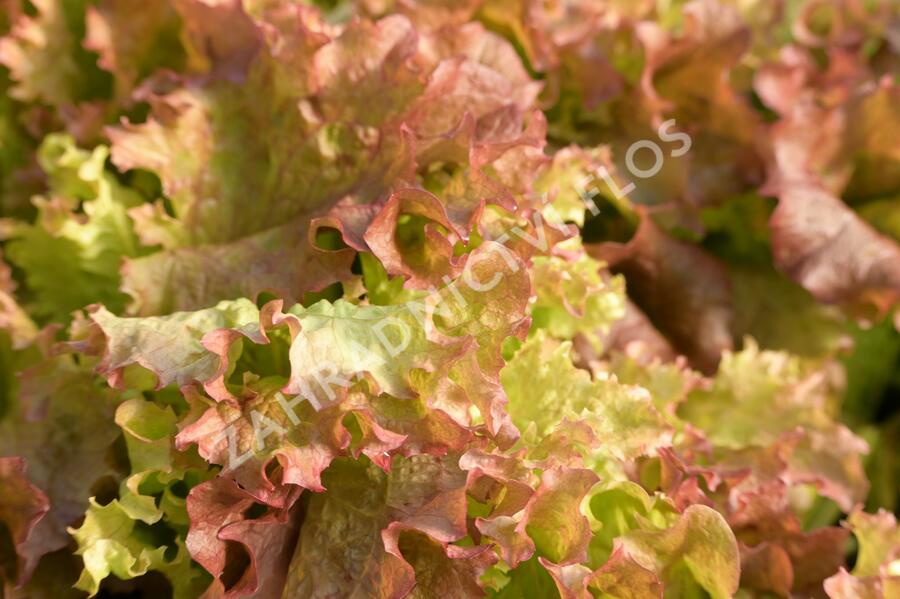 Salát listový 'Nikolaj' - Lactuca sativa var. crispa 'Nikolaj'