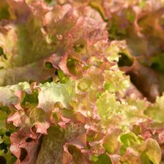 Salát listový 'Nikolaj' - Lactuca sativa var. crispa 'Nikolaj'