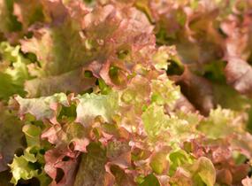 Salát listový 'Nikolaj' - Lactuca sativa var. crispa 'Nikolaj'