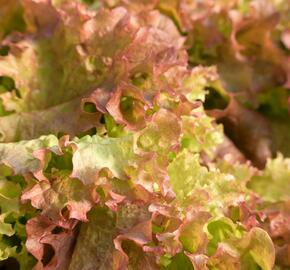 Salát listový 'Nikolaj' - Lactuca sativa var. crispa 'Nikolaj'