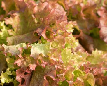 Salát listový 'Nikolaj'