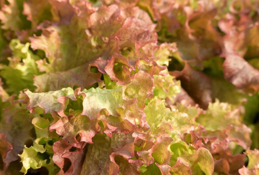 Salát listový 'Nikolaj' - Lactuca sativa var. crispa 'Nikolaj'