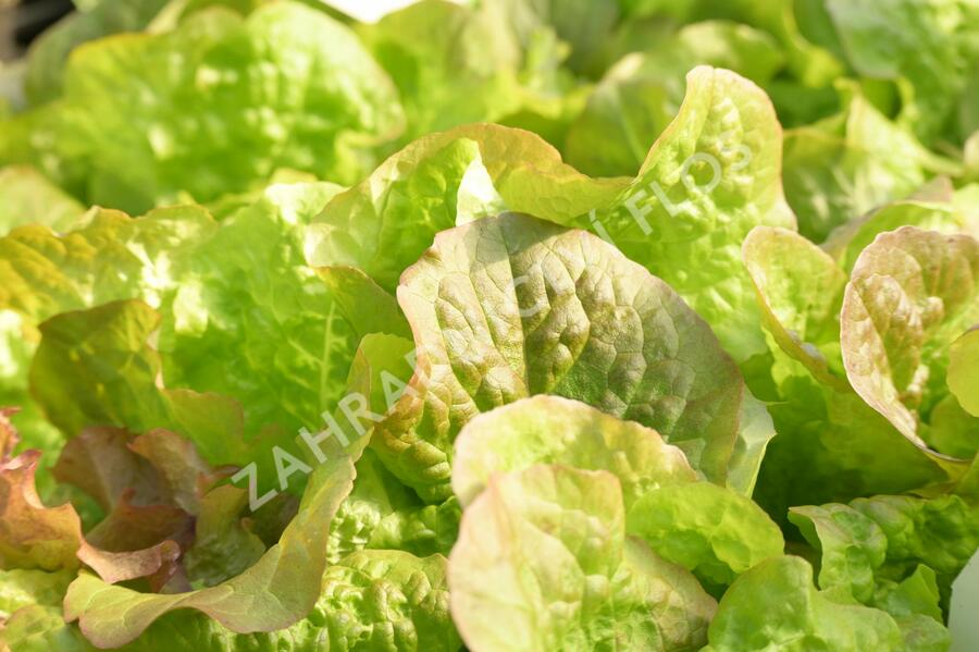 Salát hlávkový 'Rosemarry' - Lactuca sativa var. capitata 'Rosemarry'
