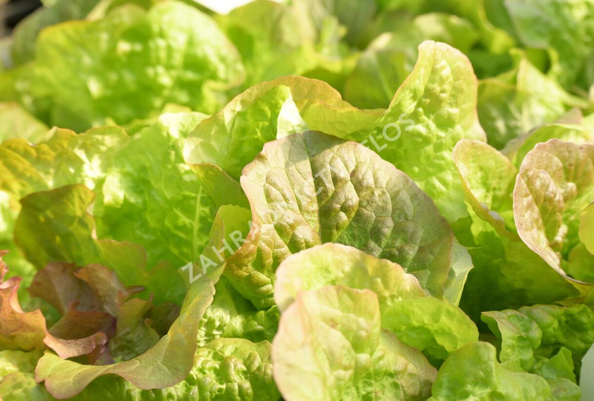 Salát hlávkový 'Rosemarry' - Lactuca sativa var. capitata 'Rosemarry'