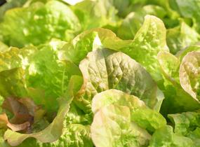 Salát hlávkový 'Rosemarry' - Lactuca sativa var. capitata 'Rosemarry'