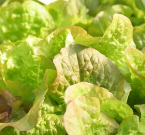 Salát hlávkový 'Rosemarry' - Lactuca sativa var. capitata 'Rosemarry'
