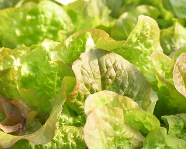 Salát hlávkový 'Rosemarry'