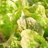 salat-hlavkovy-rosemarry.jpg