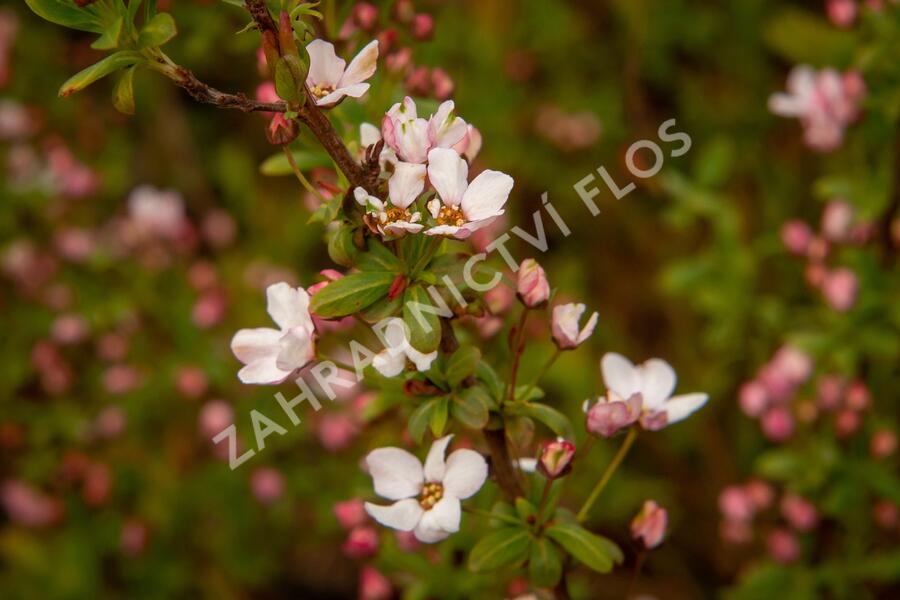 Tavolník Thunbergův 'Fujino Pink' - Spiraea thunbergii 'Fujino Pink'