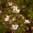 Tavolník Thunbergův 'Fujino Pink' - Spiraea thunbergii 'Fujino Pink'