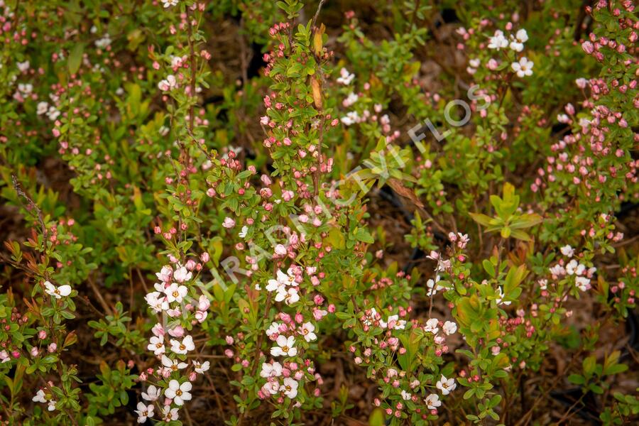 Tavolník Thunbergův 'Fujino Pink' - Spiraea thunbergii 'Fujino Pink'