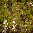 Tavolník Thunbergův 'Fujino Pink' - Spiraea thunbergii 'Fujino Pink'