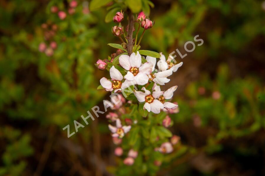 Tavolník Thunbergův 'Fujino Pink' - Spiraea thunbergii 'Fujino Pink'