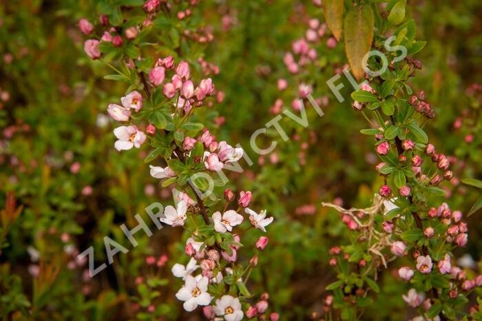 Tavolník Thunbergův 'Fujino Pink' - Spiraea thunbergii 'Fujino Pink'