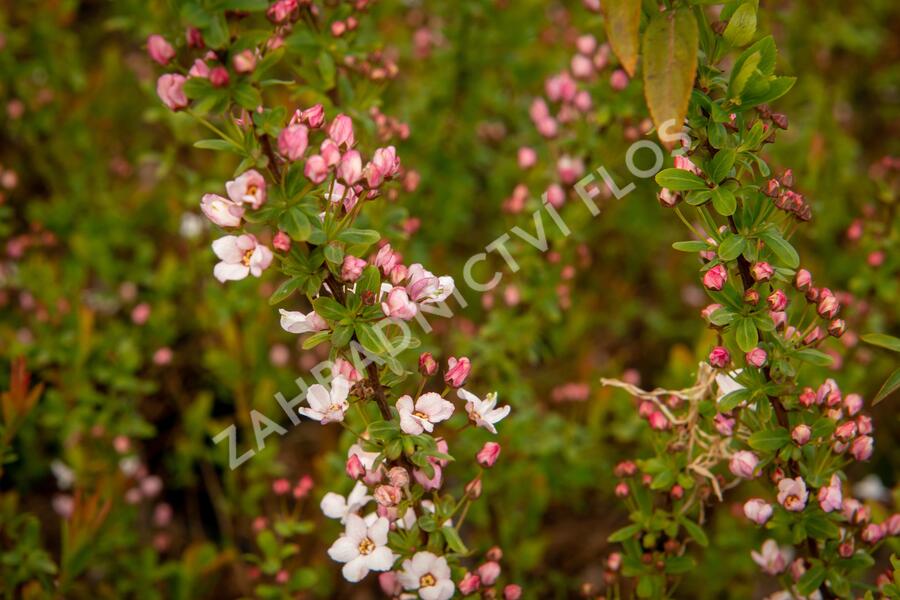Tavolník Thunbergův 'Fujino Pink' - Spiraea thunbergii 'Fujino Pink'