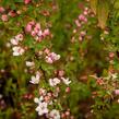 Tavolník Thunbergův 'Fujino Pink' - Spiraea thunbergii 'Fujino Pink'