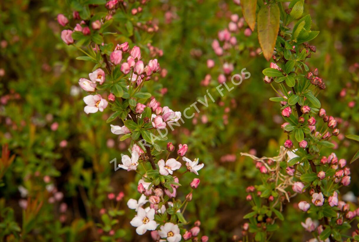 Tavolník Thunbergův 'Fujino Pink' - Spiraea thunbergii 'Fujino Pink'