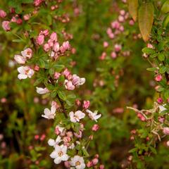 Tavolník Thunbergův 'Fujino Pink' - Spiraea thunbergii 'Fujino Pink'