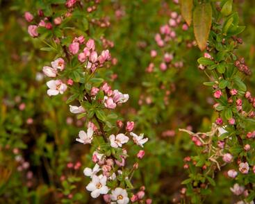 Tavolník Thunbergův 'Fujino Pink'