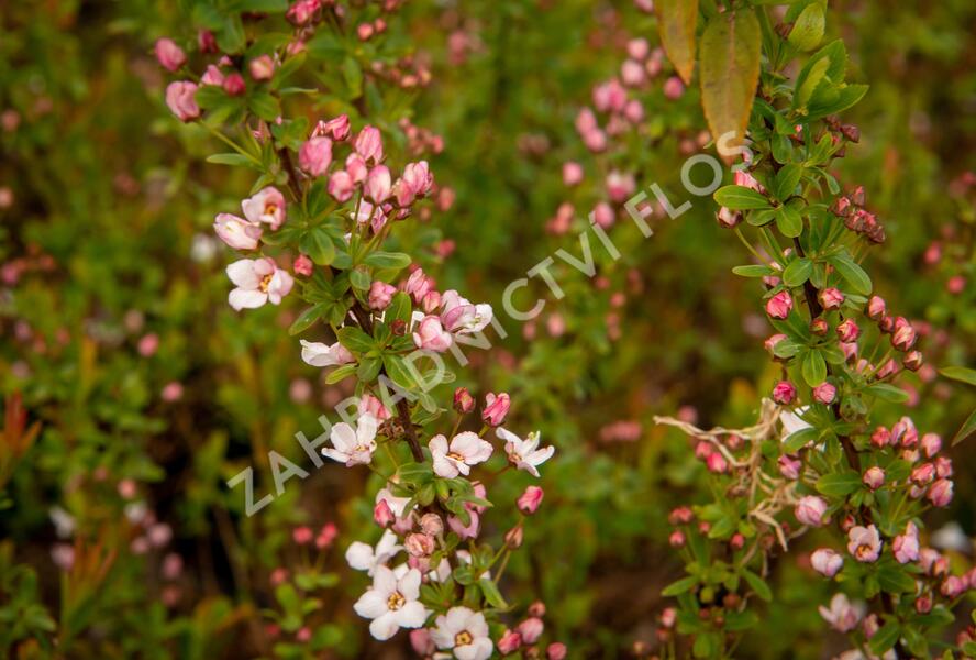 Tavolník Thunbergův 'Fujino Pink' - Spiraea thunbergii 'Fujino Pink'