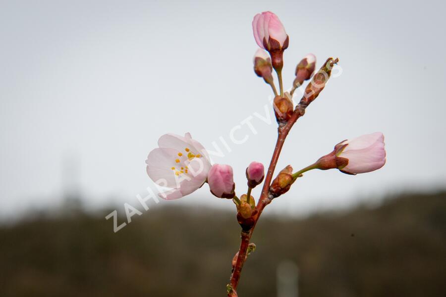 Trnka obecná 'Rosea' - Prunus spinosa 'Rosea'