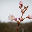 Trnka obecná 'Rosea' - Prunus spinosa 'Rosea'