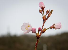Trnka obecná 'Rosea' - Prunus spinosa 'Rosea'