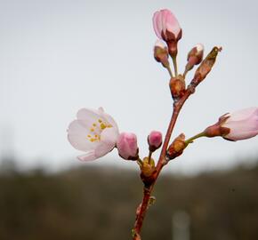 Trnka obecná 'Rosea' - Prunus spinosa 'Rosea'