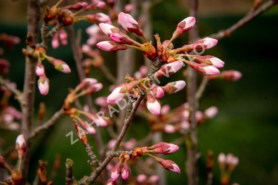 Trnka obecná 'Rosea' - Prunus spinosa 'Rosea'