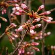 Trnka obecná 'Rosea' - Prunus spinosa 'Rosea'