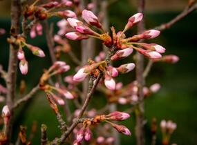 Trnka obecná 'Rosea' - Prunus spinosa 'Rosea'