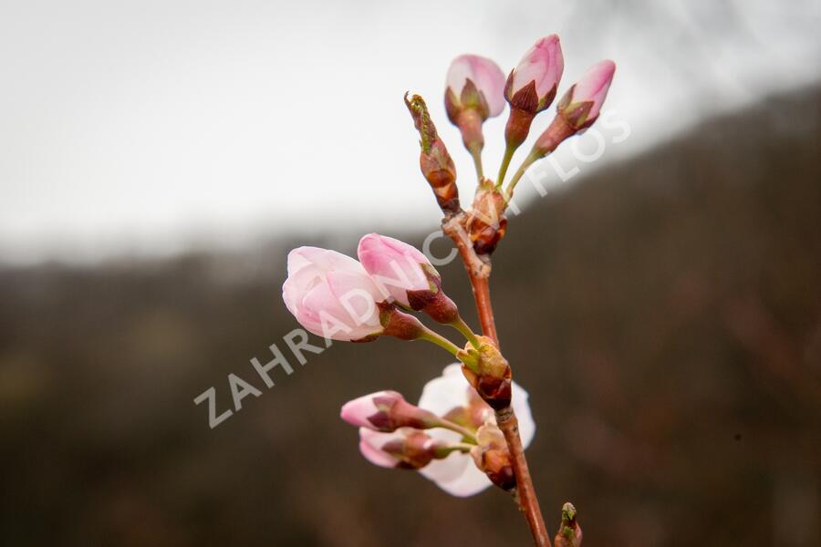 Trnka obecná 'Rosea' - Prunus spinosa 'Rosea'