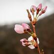 Trnka obecná 'Rosea' - Prunus spinosa 'Rosea'