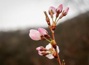 Trnka obecná 'Rosea' - Prunus spinosa 'Rosea'