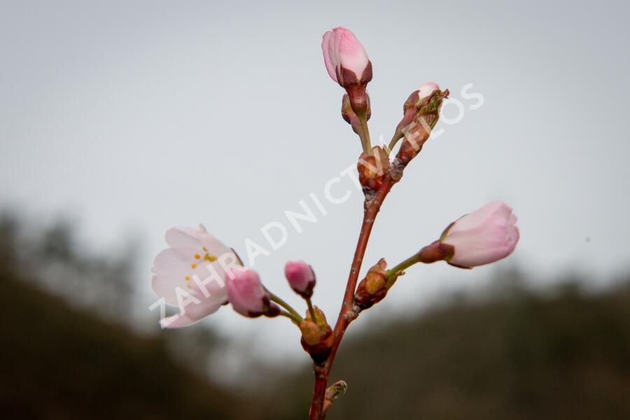 Trnka obecná 'Rosea' - Prunus spinosa 'Rosea'