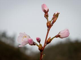 Trnka obecná 'Rosea' - Prunus spinosa 'Rosea'