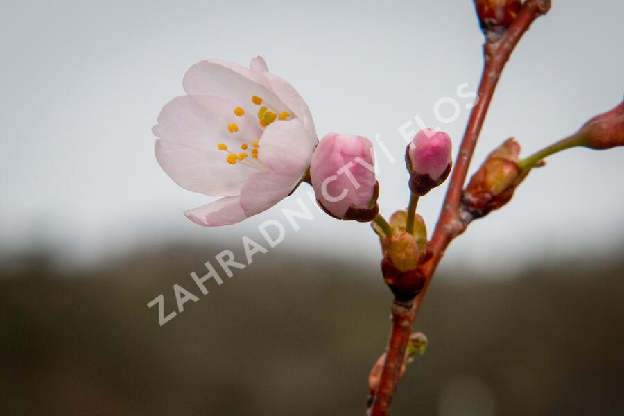 Trnka obecná 'Rosea' - Prunus spinosa 'Rosea'