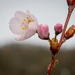 Trnka obecná 'Rosea' - Prunus spinosa 'Rosea'